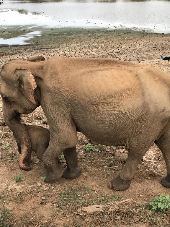 Dinesh Safari Homestay Udawalawe Eksteriør billede