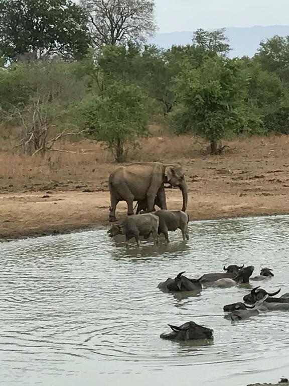 Dinesh Safari Homestay Udawalawe Eksteriør billede