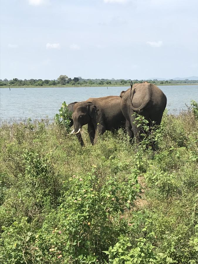 Dinesh Safari Homestay Udawalawe Eksteriør billede