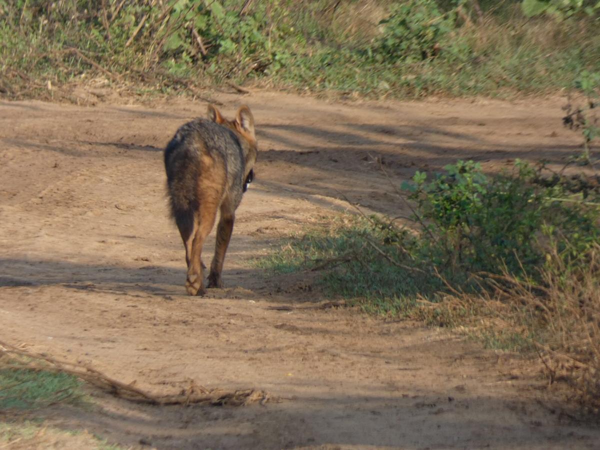 Dinesh Safari Homestay Udawalawe Eksteriør billede