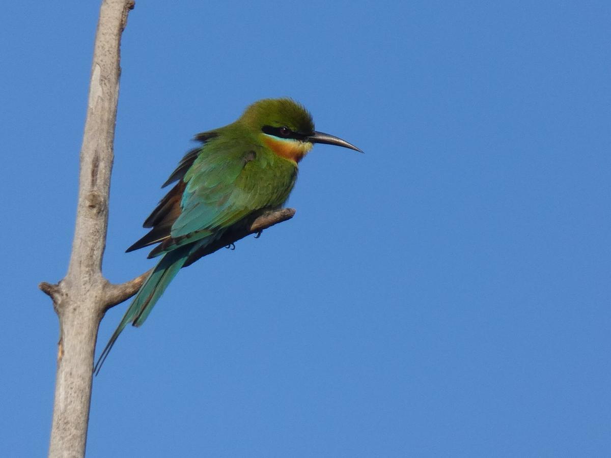 Dinesh Safari Homestay Udawalawe Eksteriør billede
